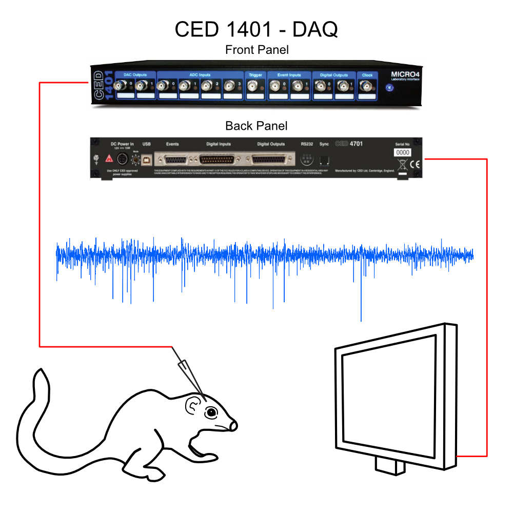 Dataset setup